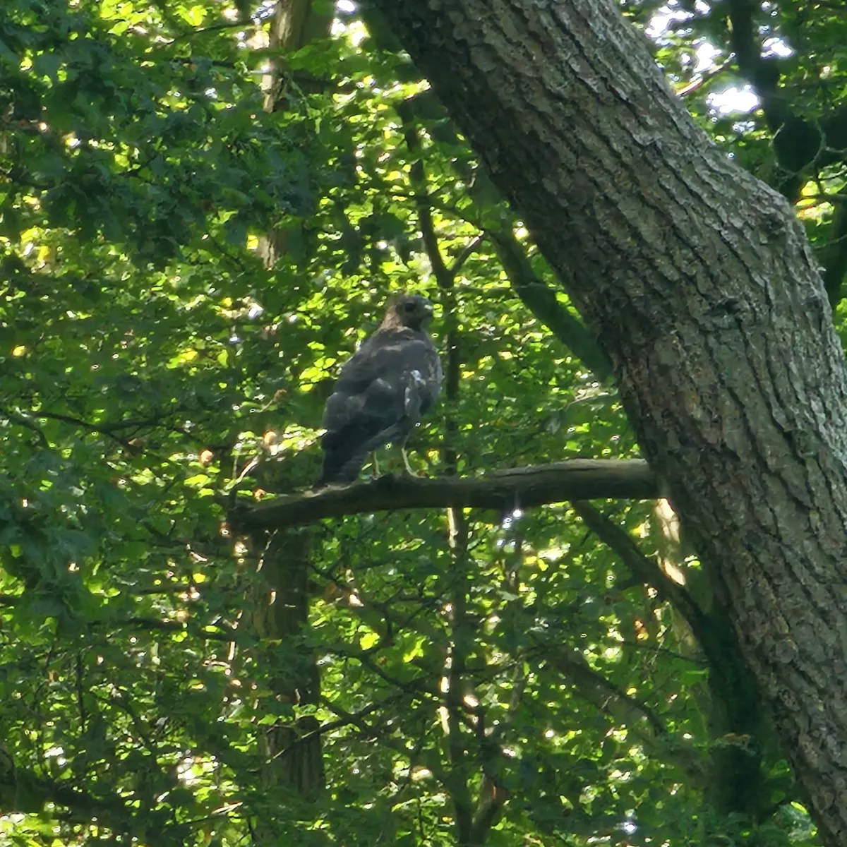Spotted Common Buzzard