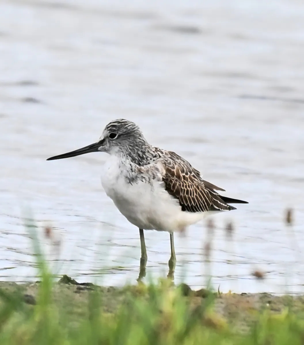 Spotted Common Greenshank