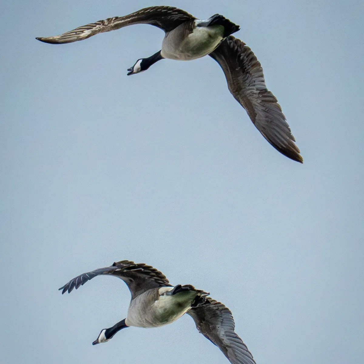 Spotted Canada Goose