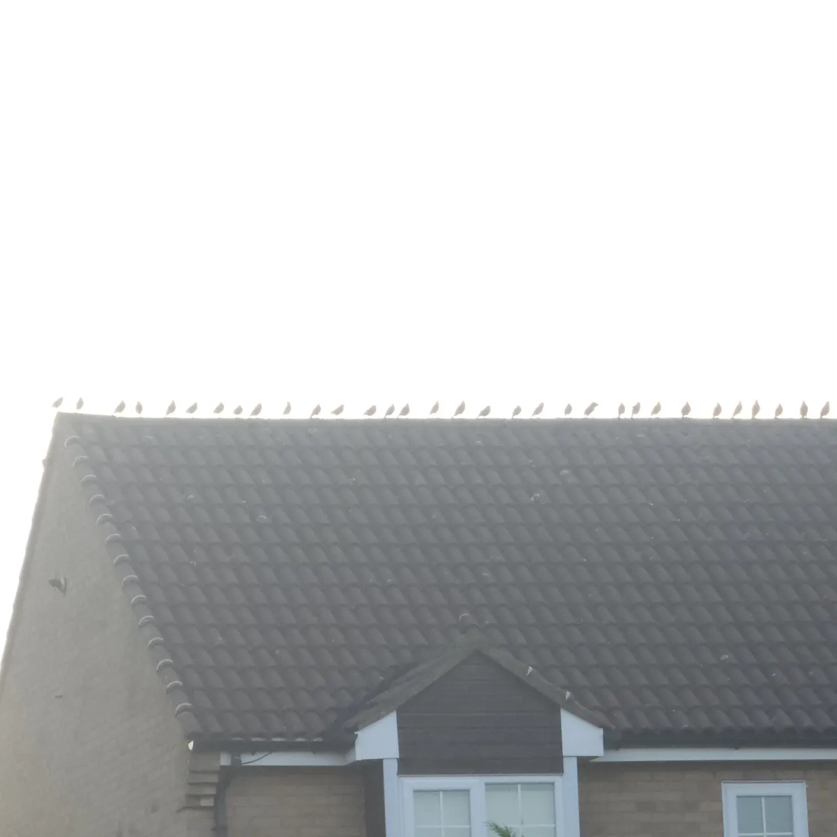 Spotted European Starling