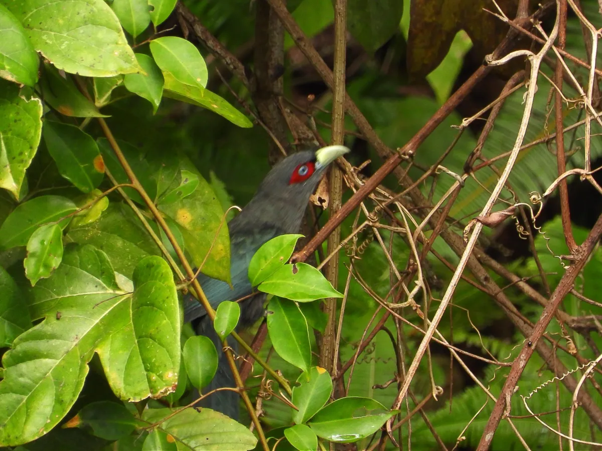 Gespotte Zwartbuikmalkoha