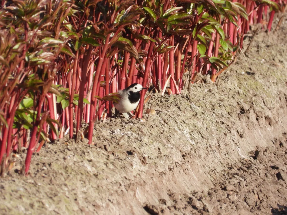 Gespotte Witte kwikstaart