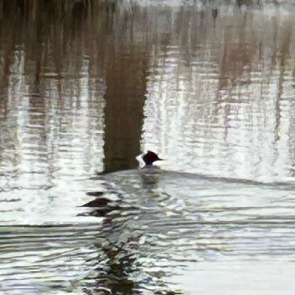 Spotted Great Crested Grebe