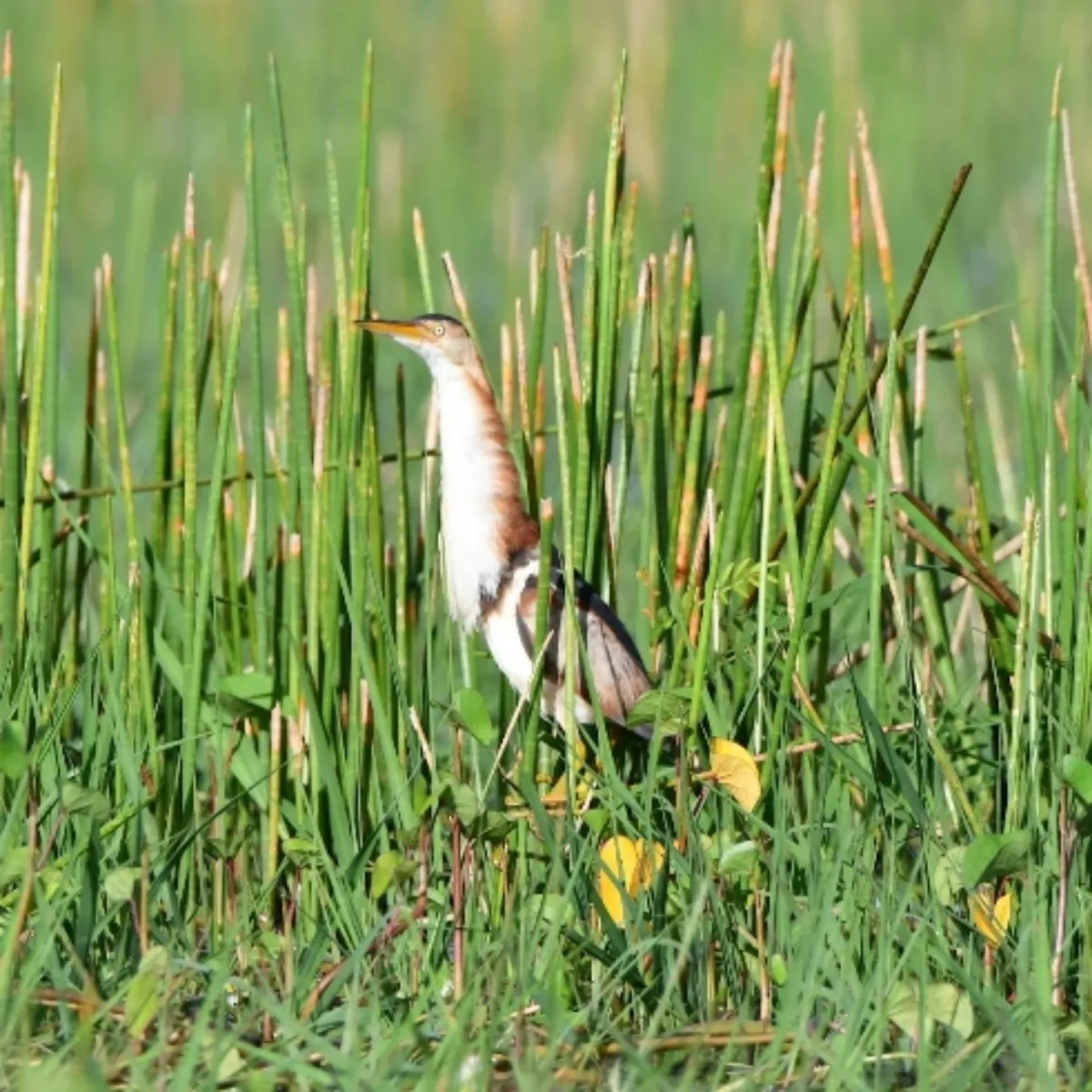 Gespotte Amerikaanse woudaap