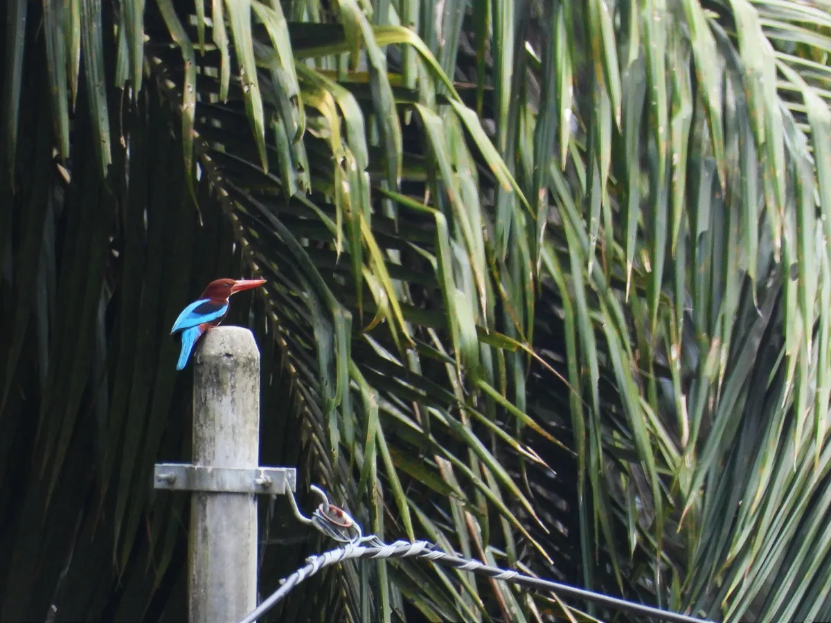 Gespotte Smyrnaijsvogel