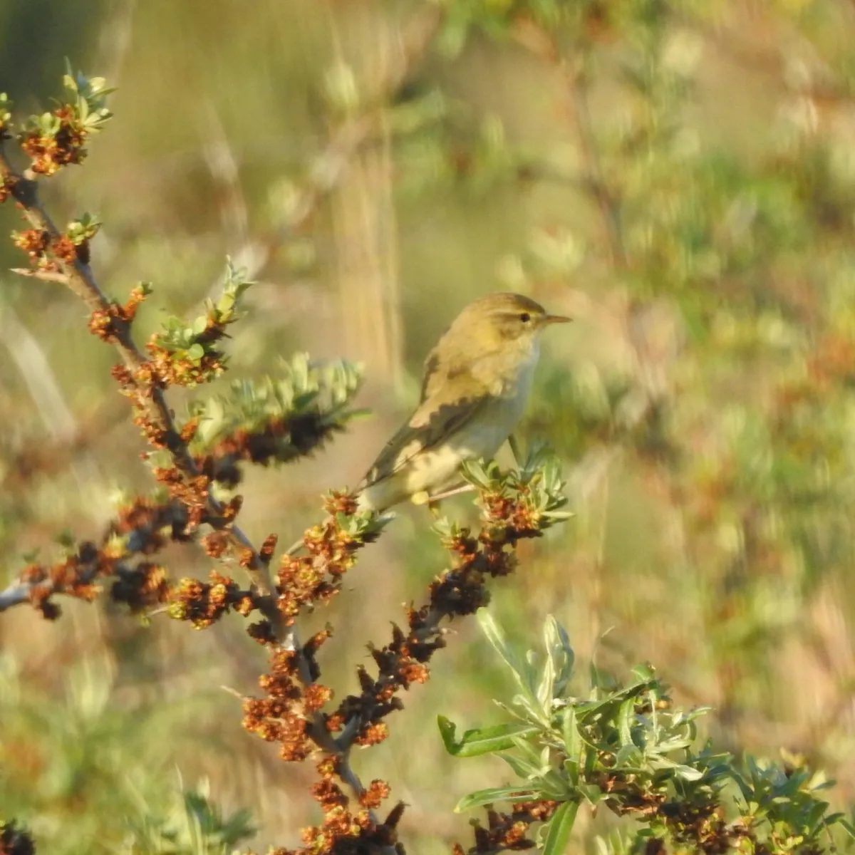 Spotted Willow Warbler