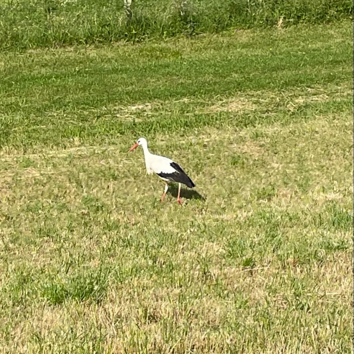 Spotted White Stork