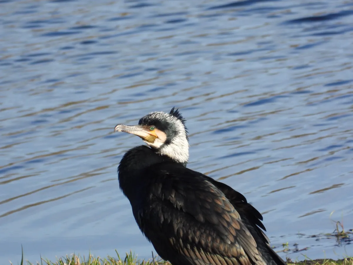 Gespotte Aalscholver