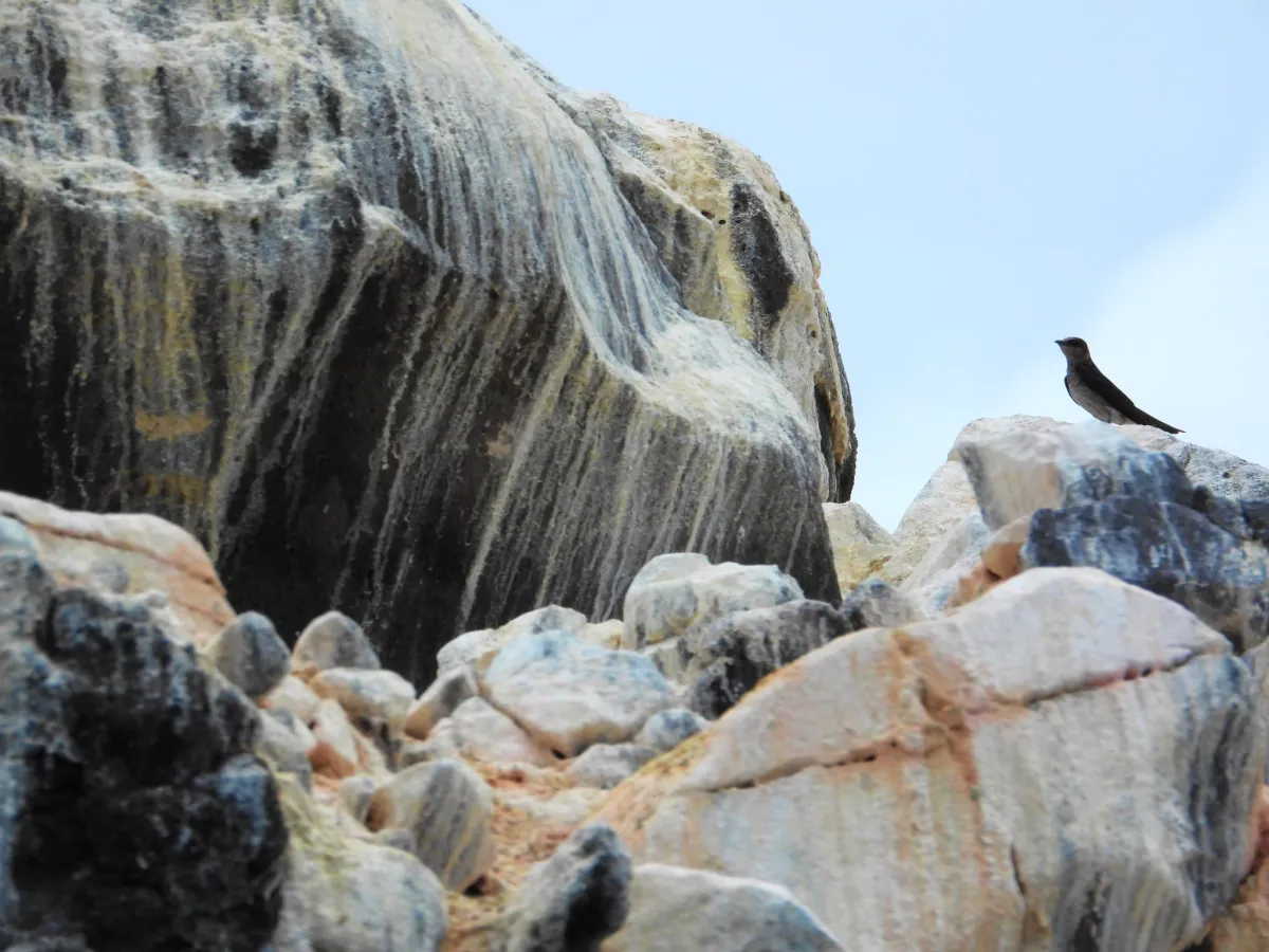 Spotted Northern Rough-winged Swallow