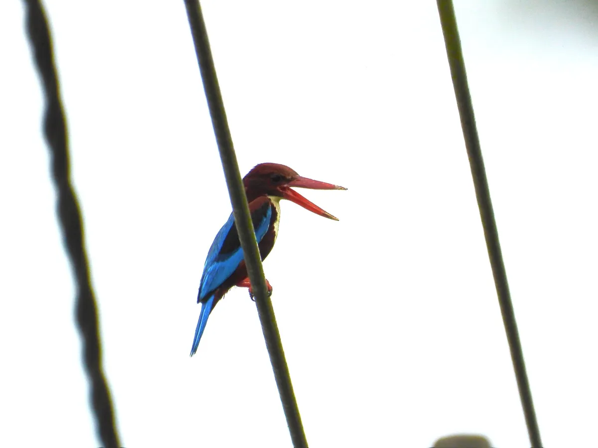 Gespotte Smyrnaijsvogel