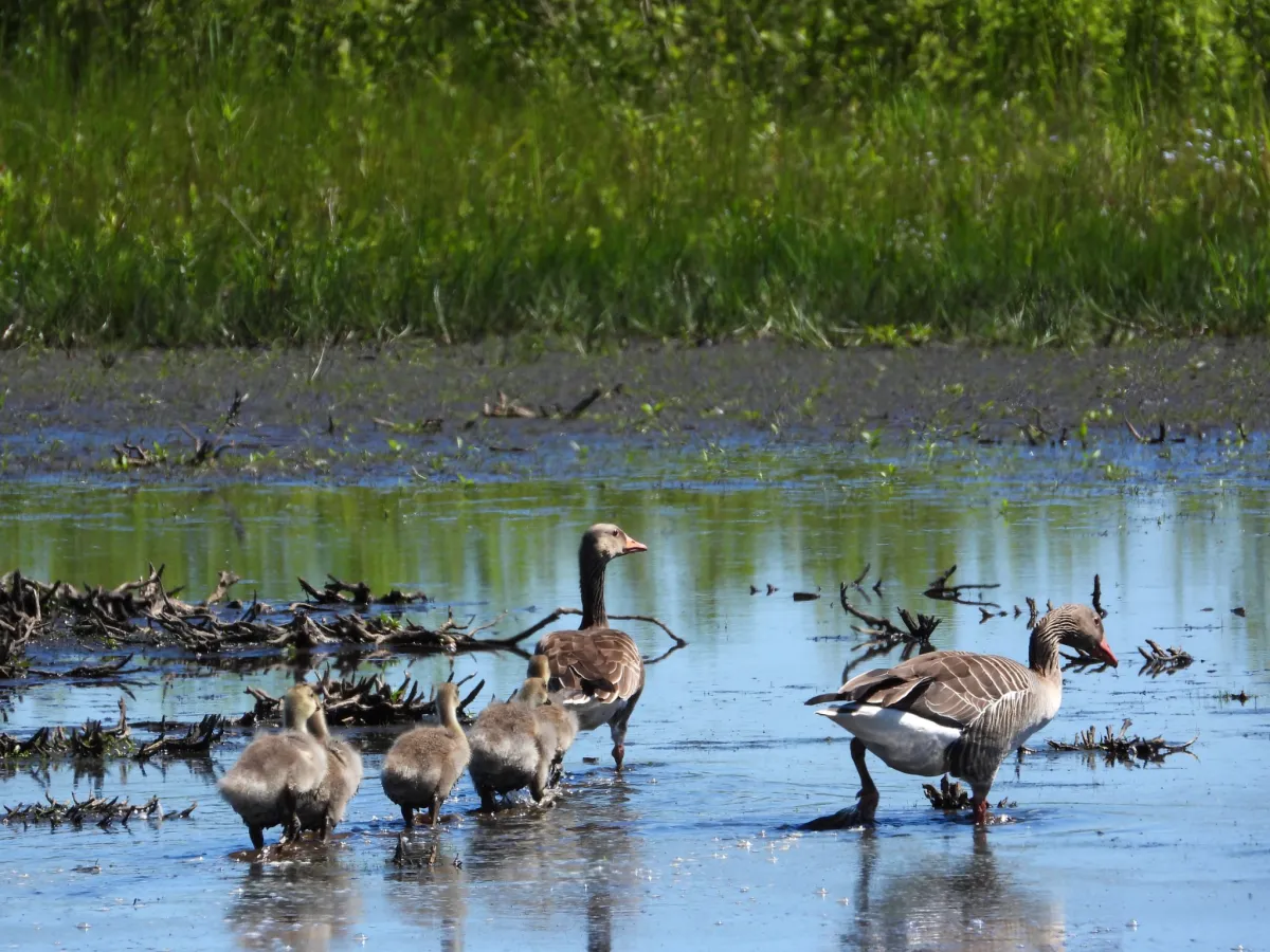 Waargenomen Grauwe gans