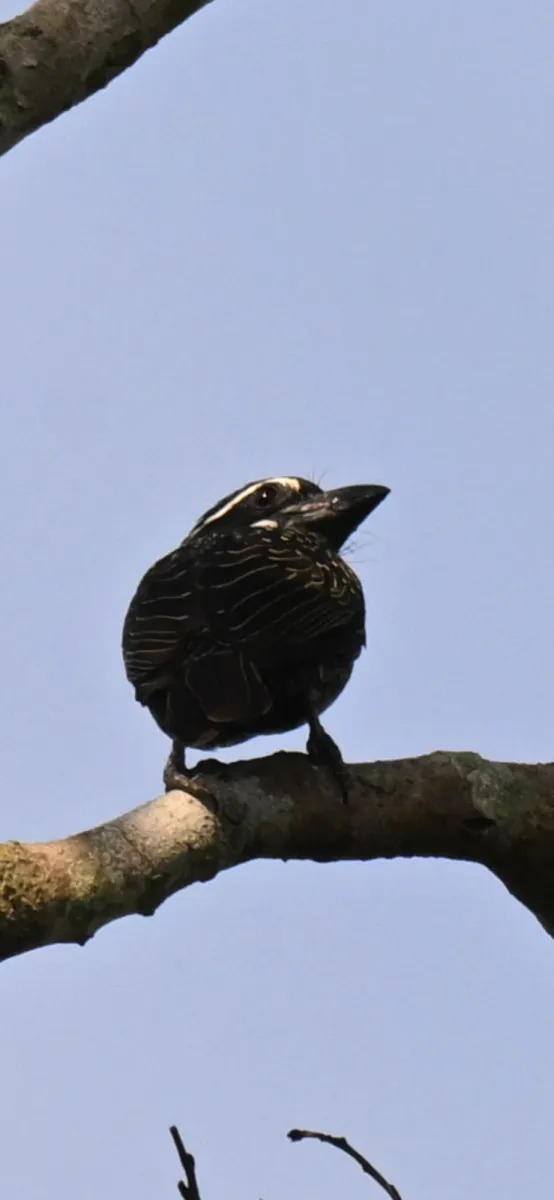 Spotted Hairy-breasted Barbet