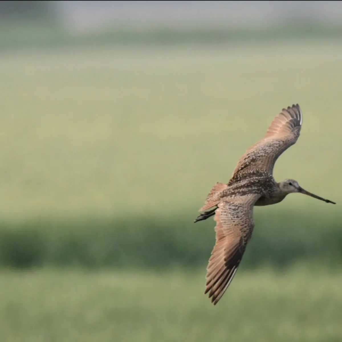 Gespotte Marmergrutto