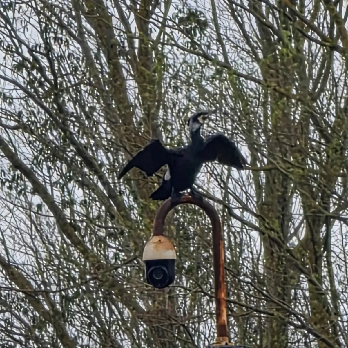 Spotted Great Cormorant