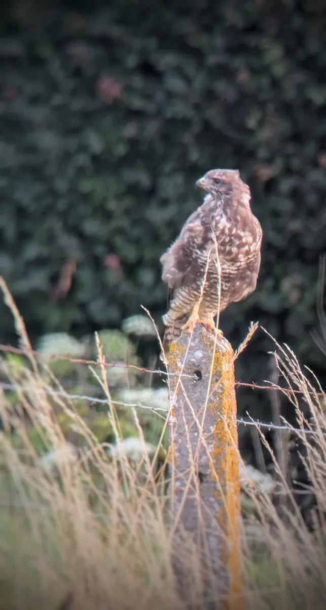 Waargenomen Buizerd