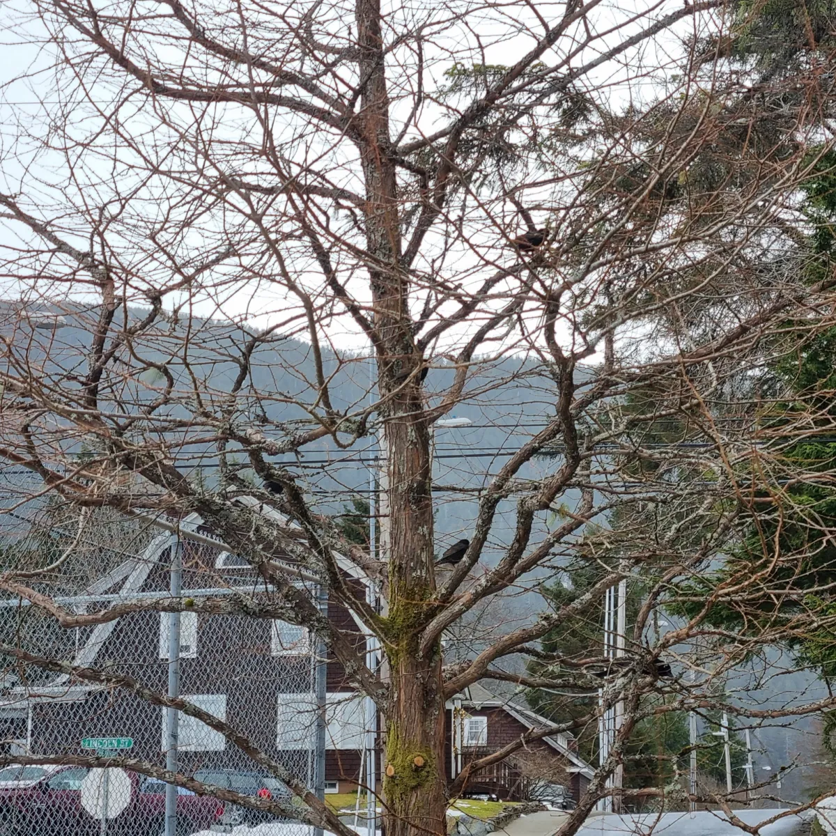 Spotted European Starling