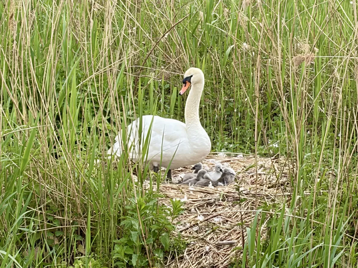 Spotted Mute Swan