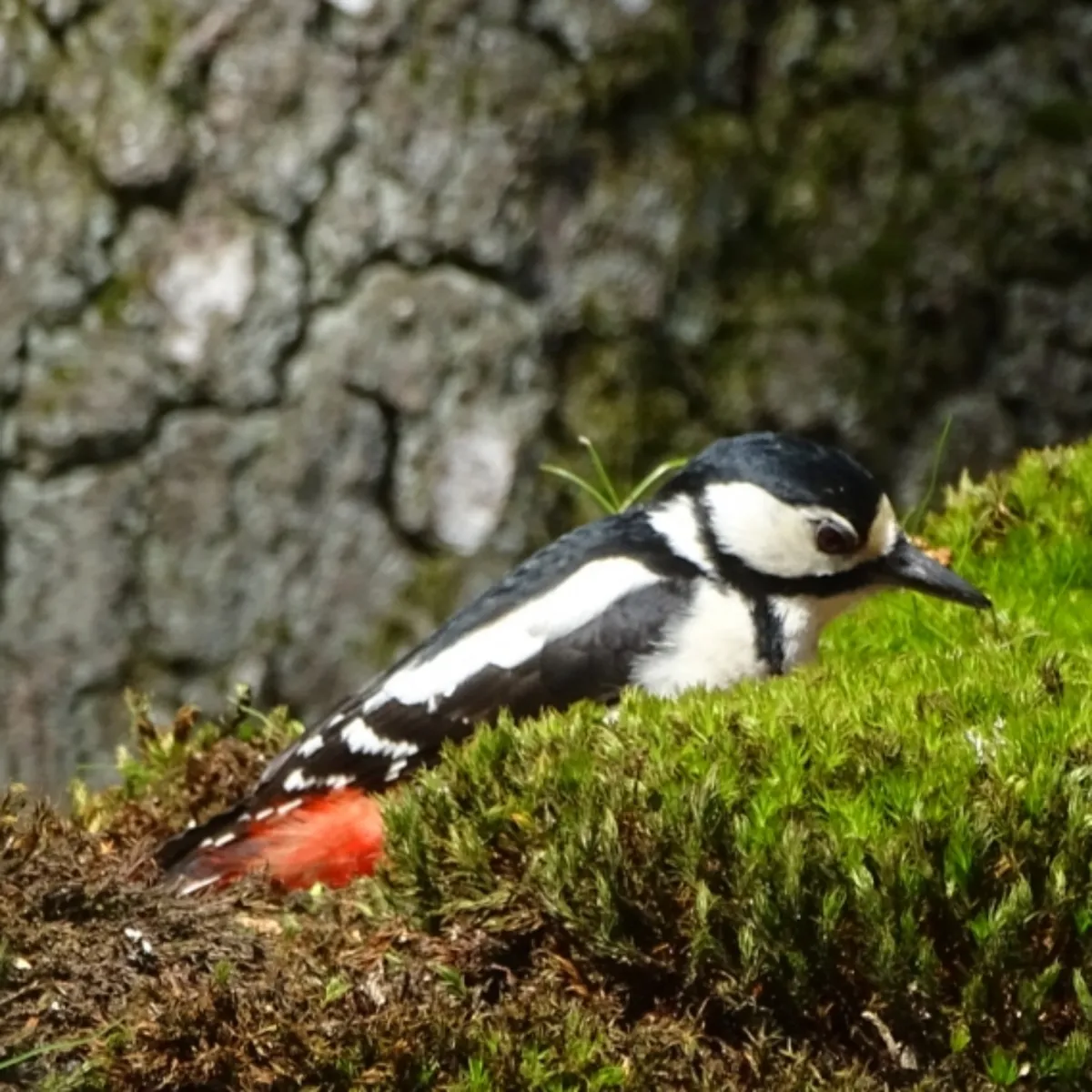 Gespotte Grote bonte specht