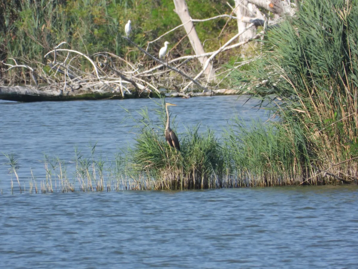 Waargenomen Purperreiger