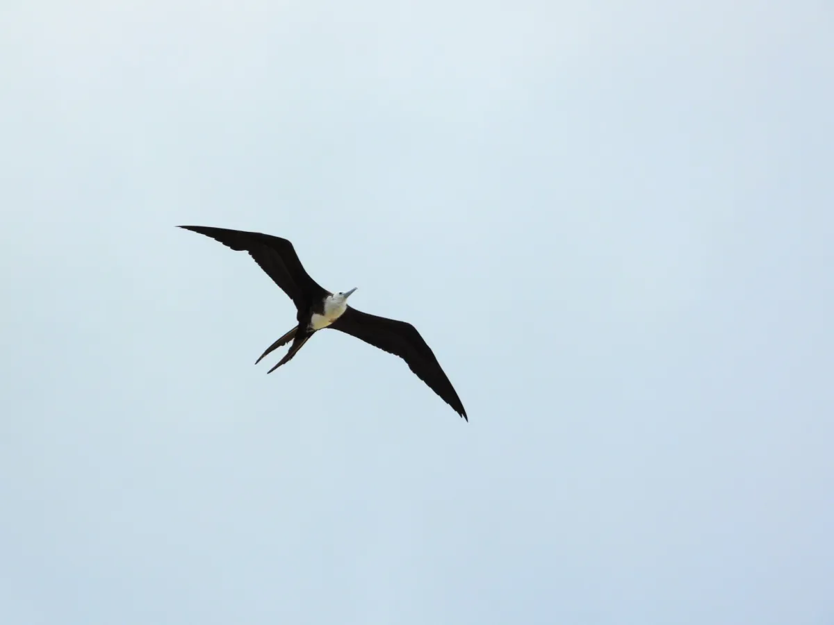 Waargenomen Amerikaanse fregatvogel