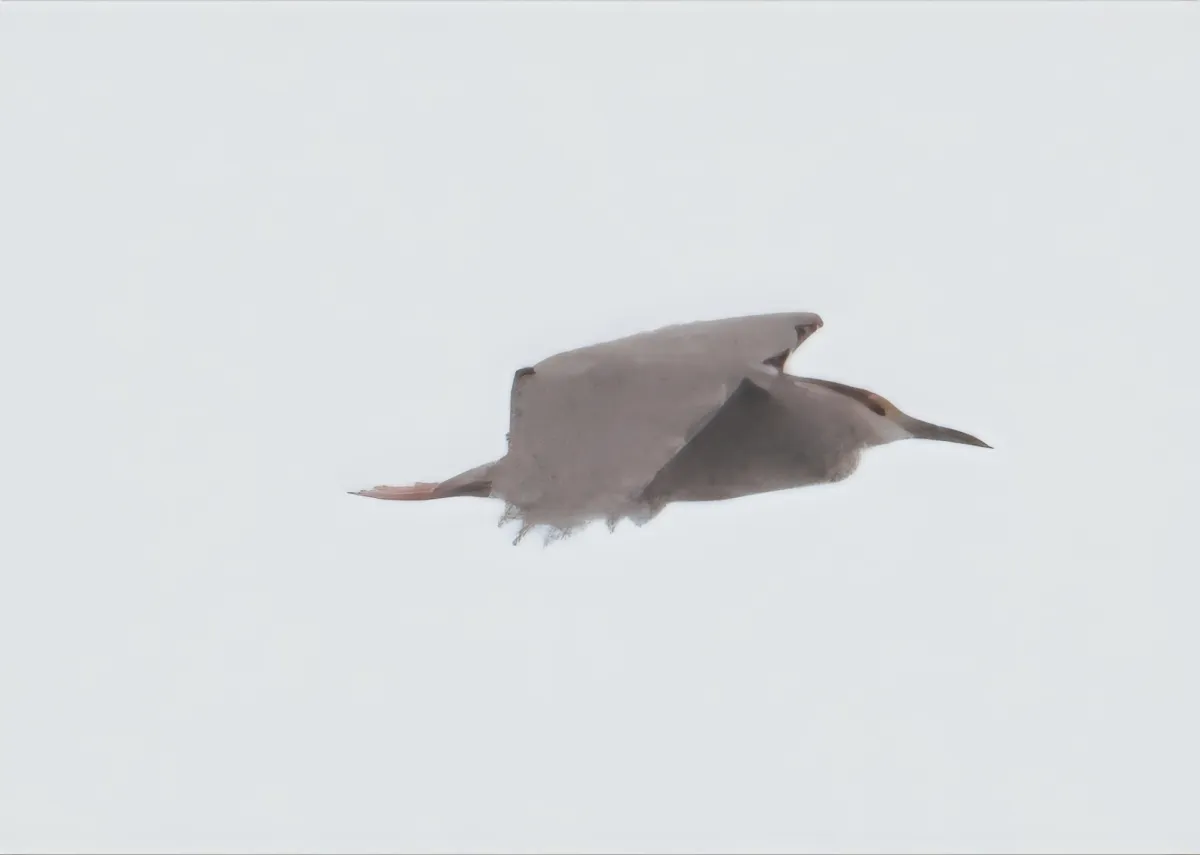 Waargenomen Kwak