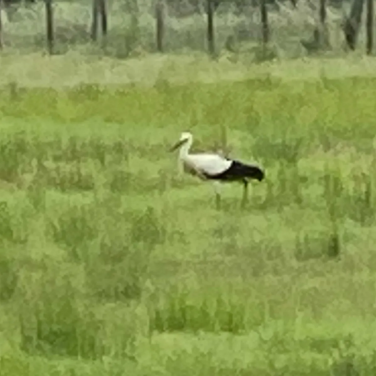 Spotted White Stork