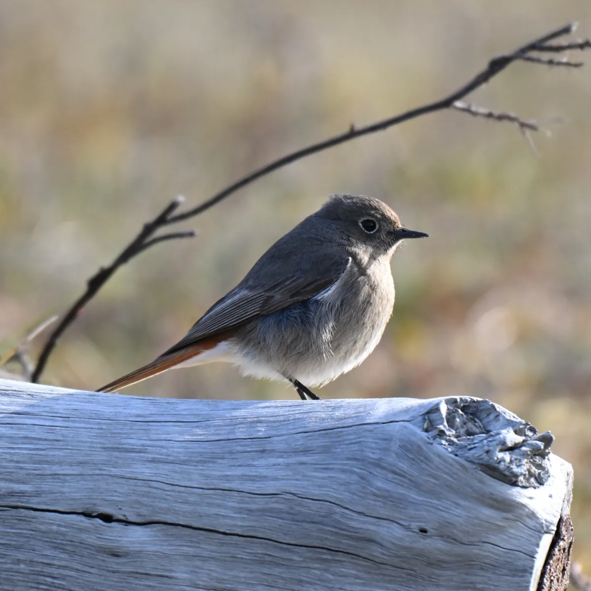 Gespotte Zwarte roodstaart