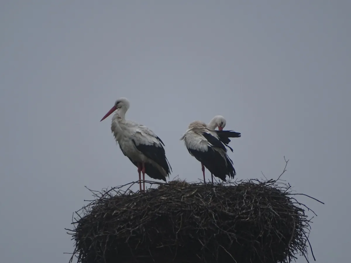 Spotted White Stork