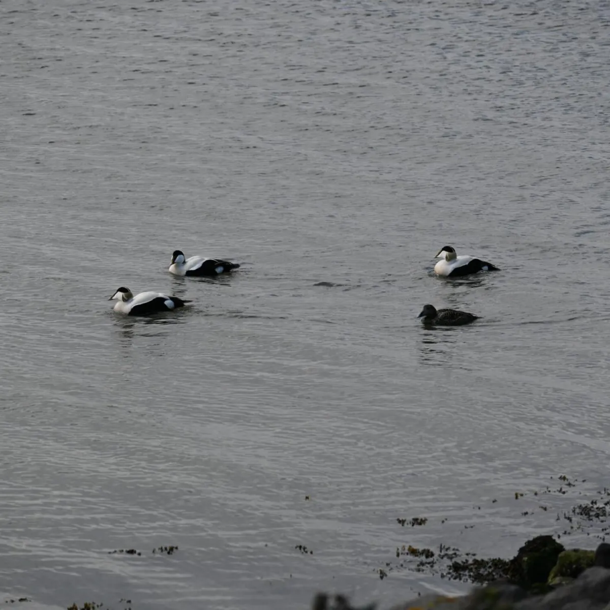 Waargenomen Eider