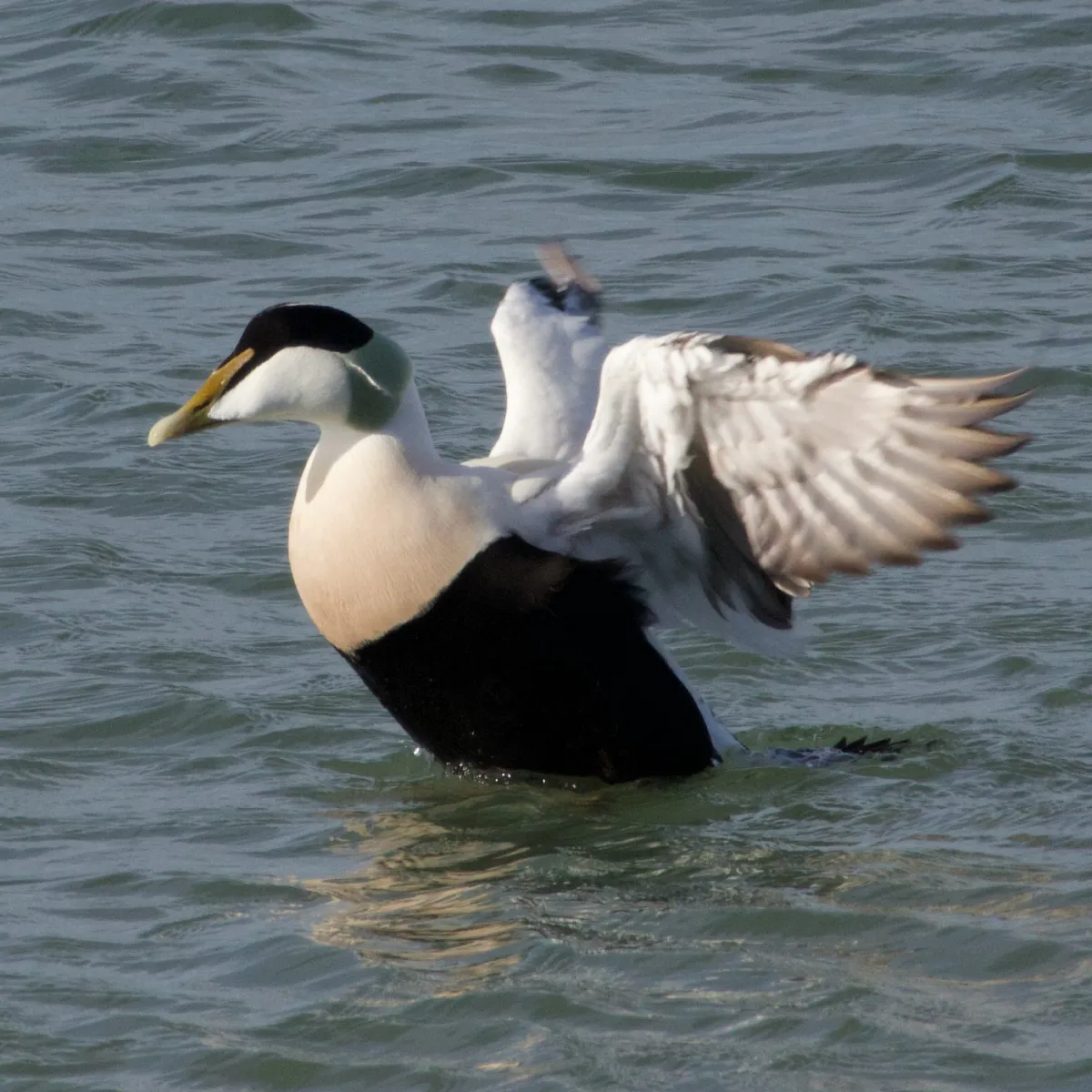 Gespotte Eider