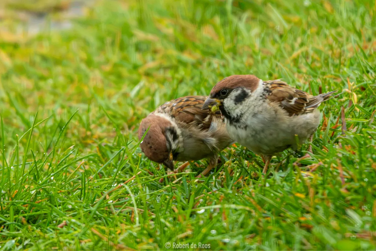 Spotted Eurasian Tree Sparrow