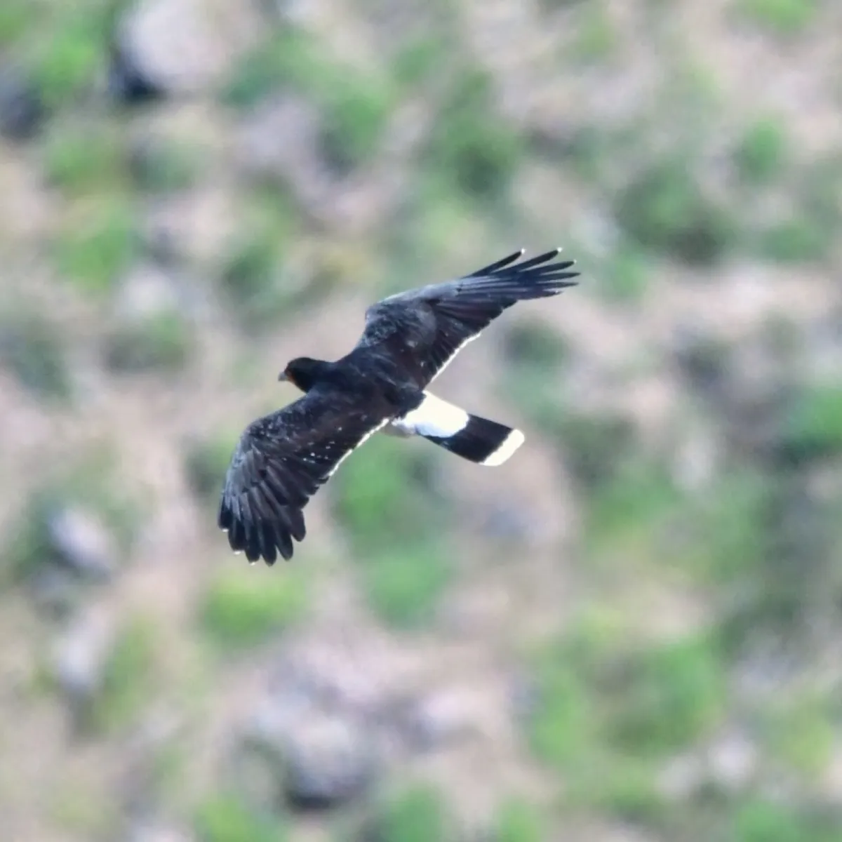 Spotted Mountain Caracara