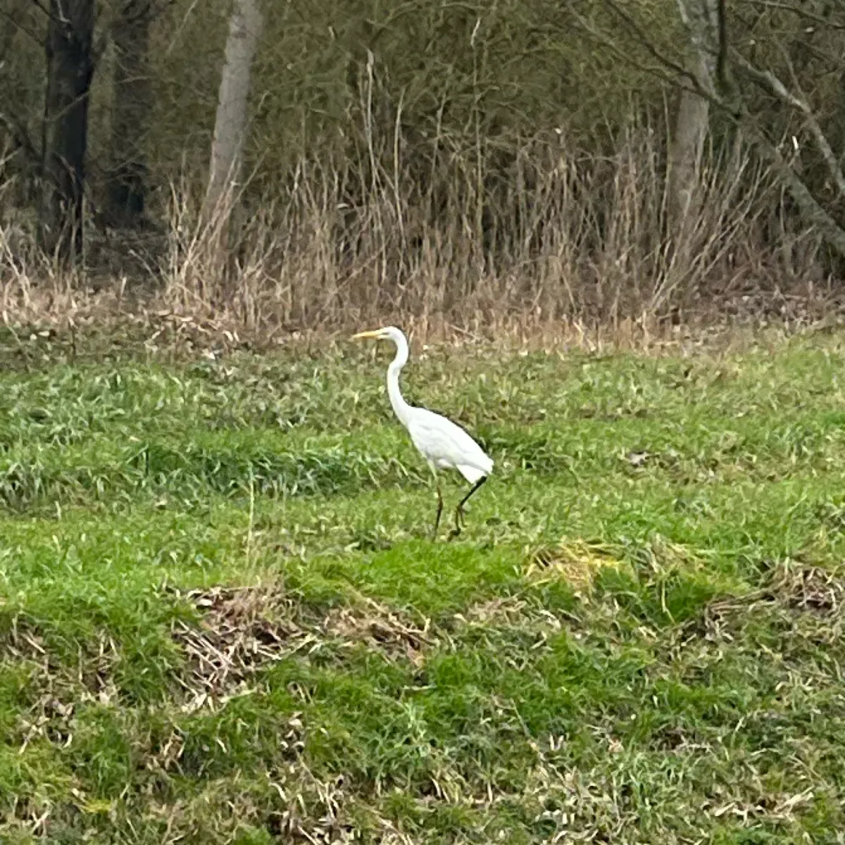 Gespotte Grote zilverreiger