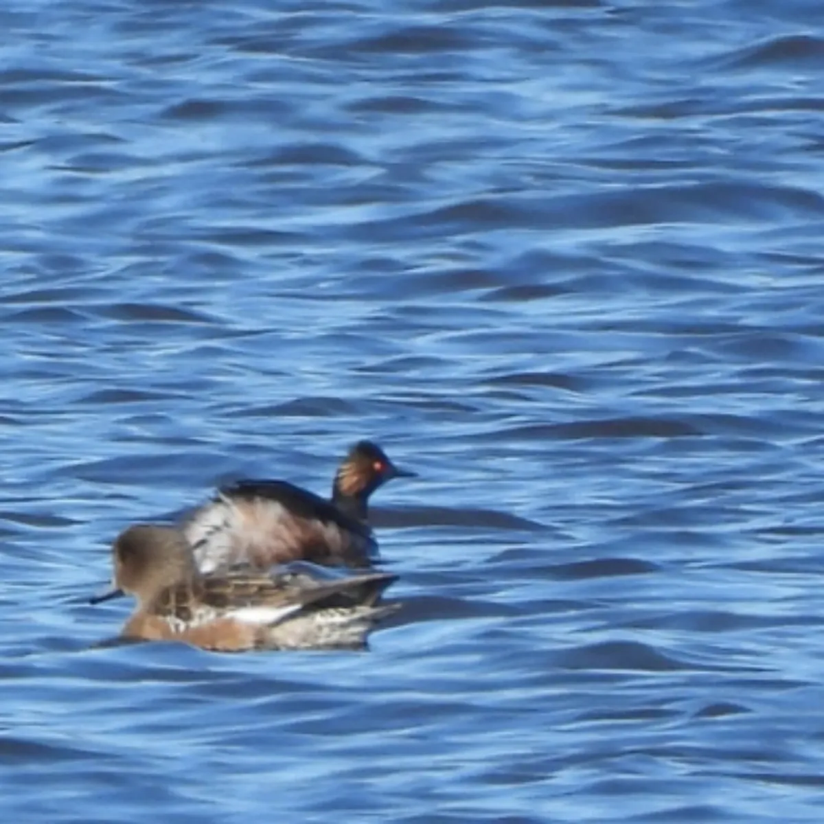 Spotted Eared Grebe