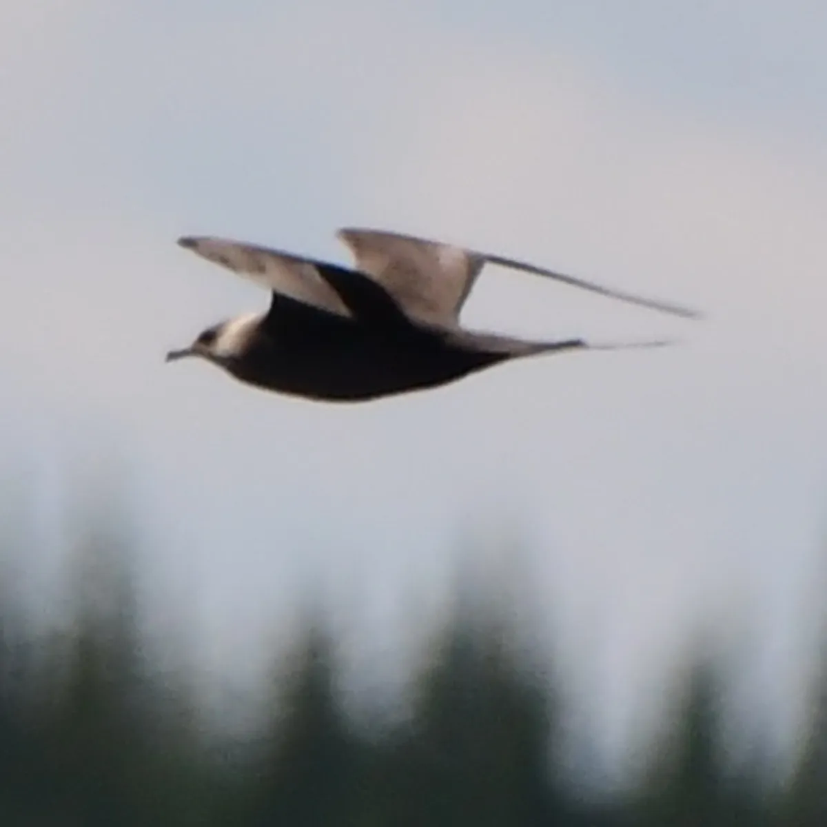 Gespotte Kleinste jager