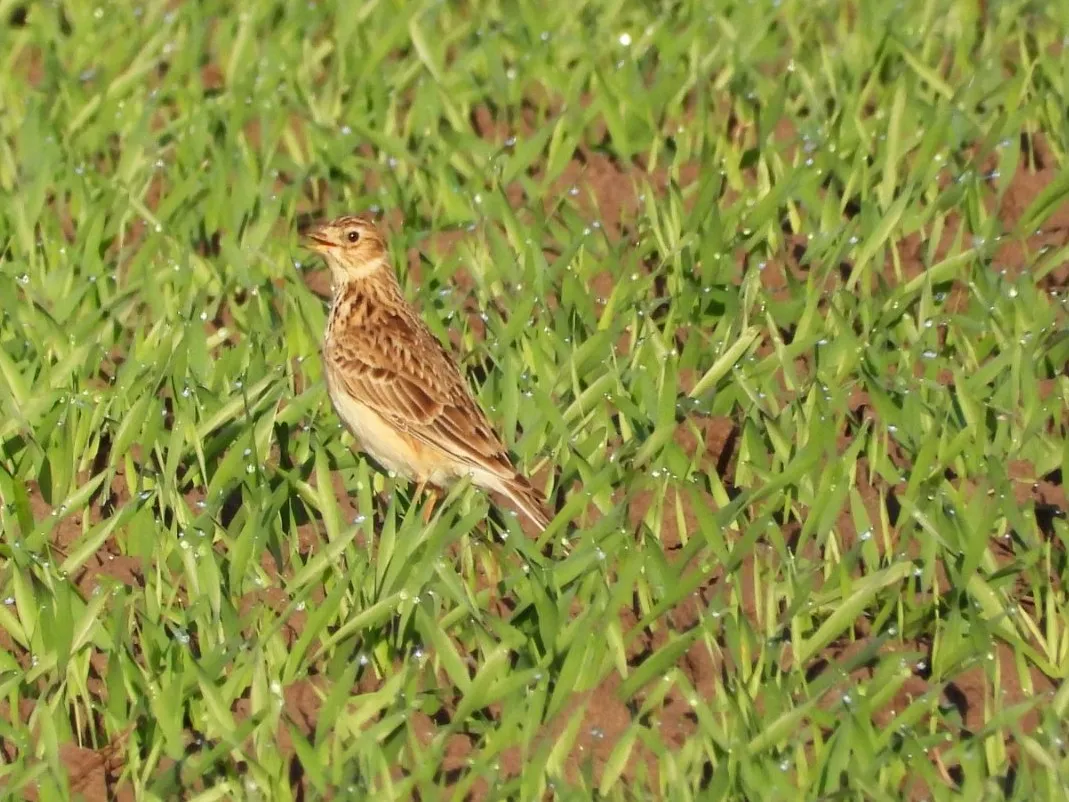 Gespotte Veldleeuwerik