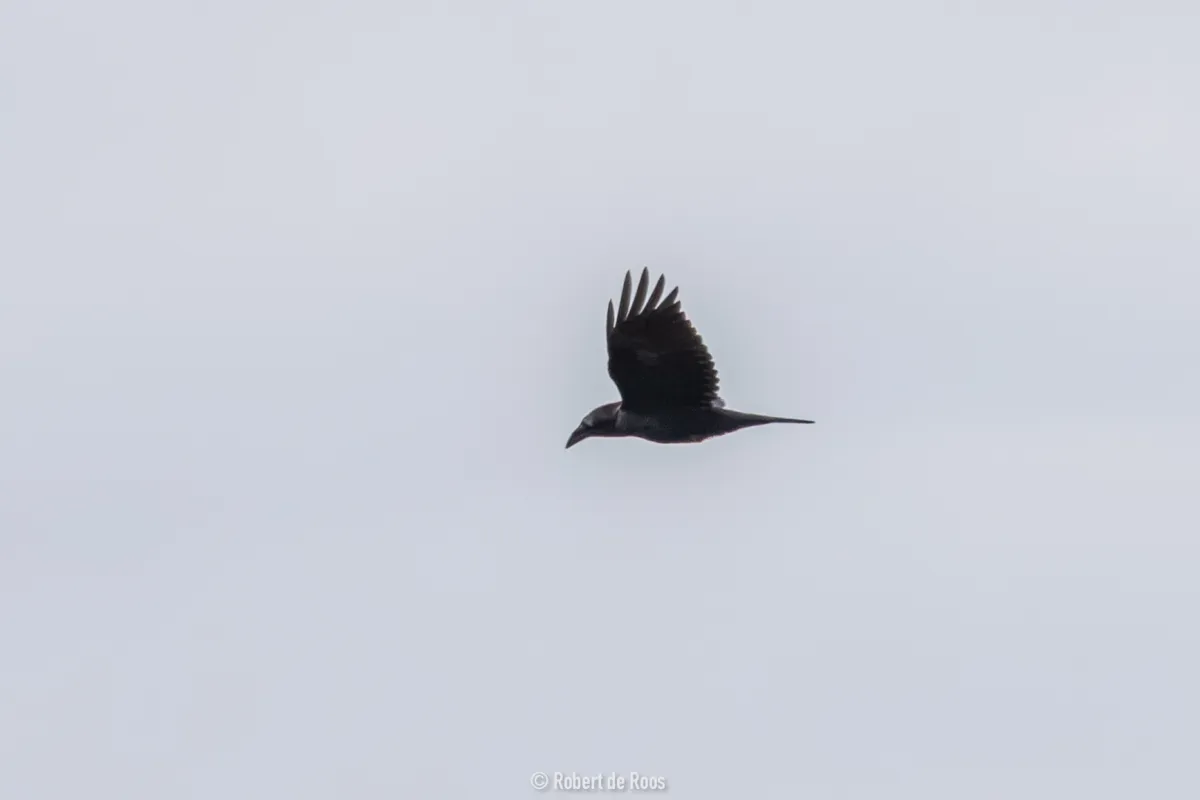 Spotted Common Raven