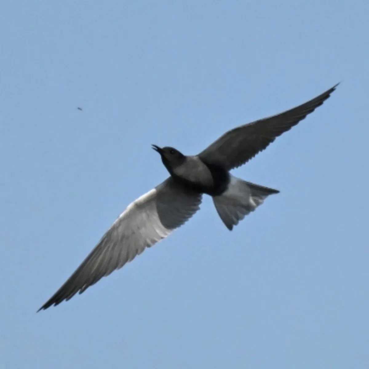 Spotted Black Tern