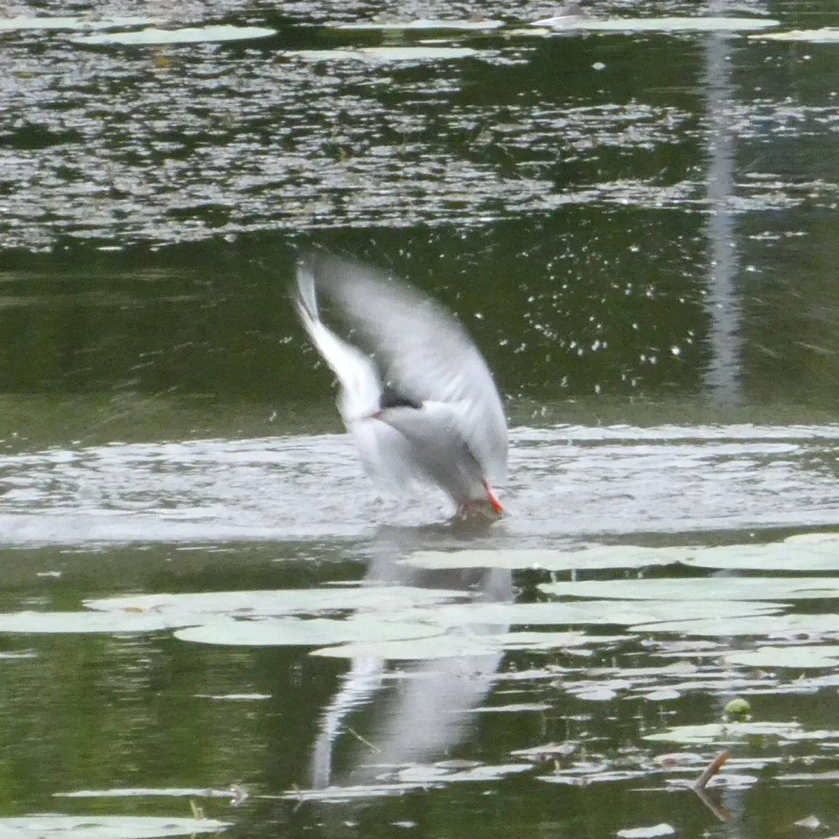 Spotted Common Tern