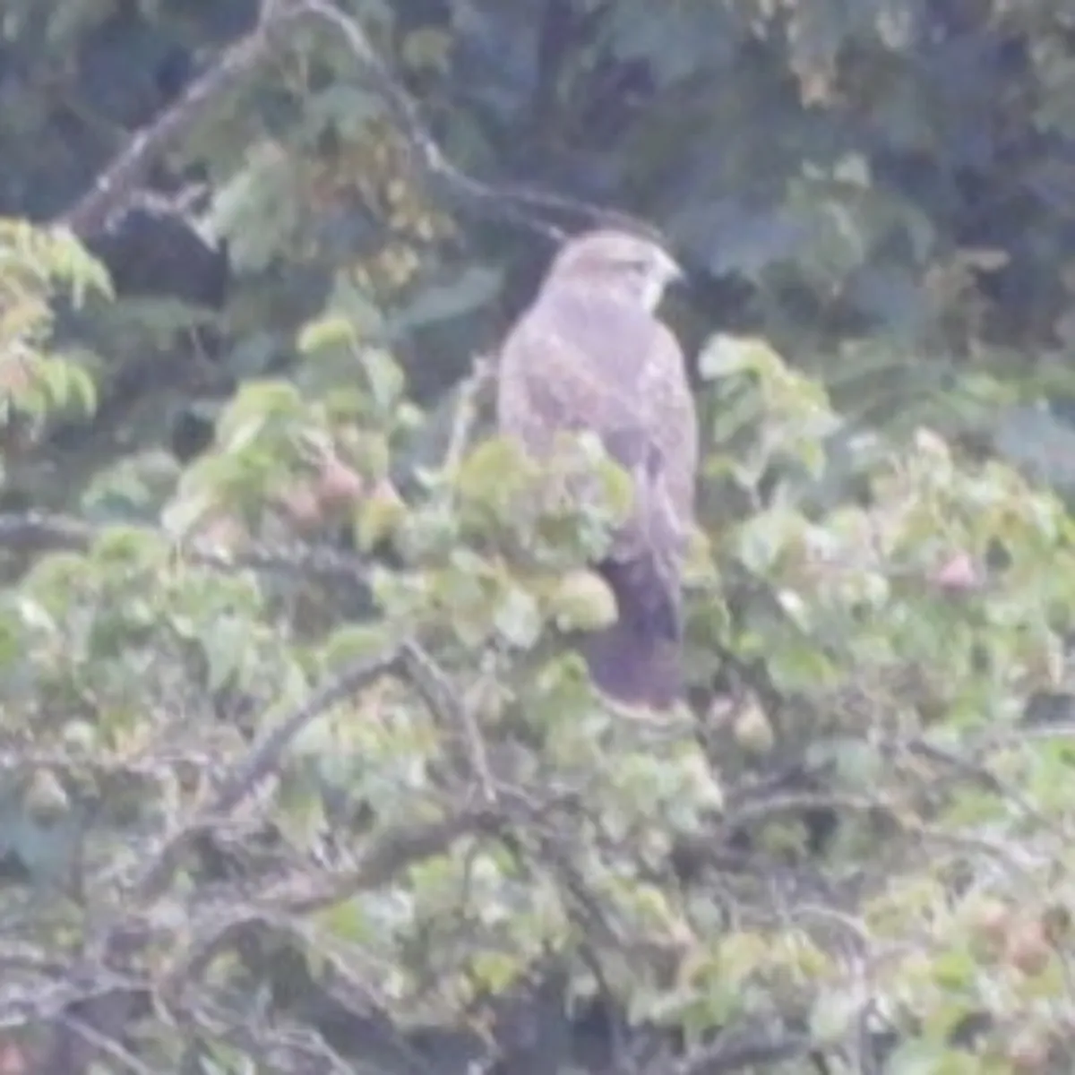 Waargenomen Buizerd