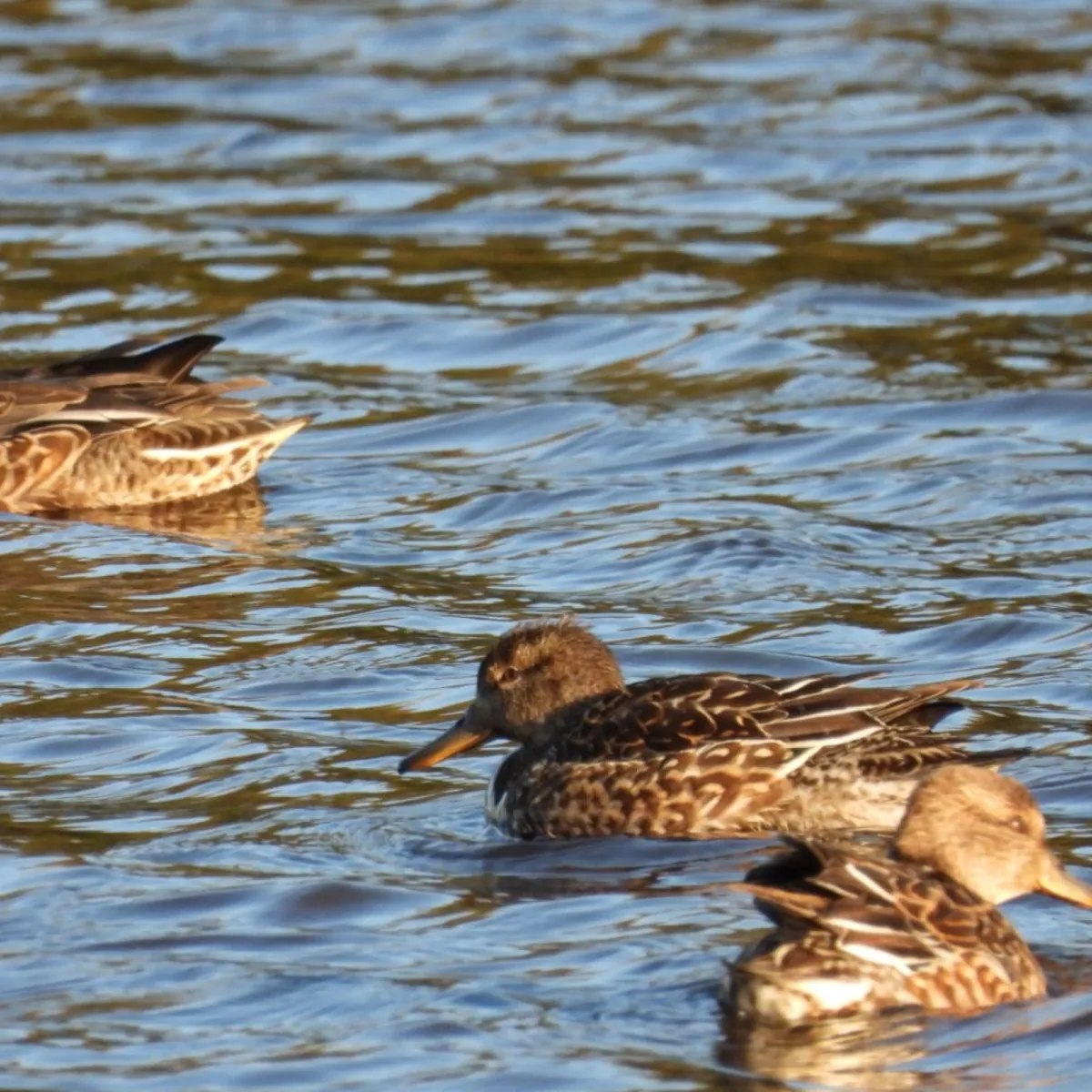 Waargenomen Wintertaling
