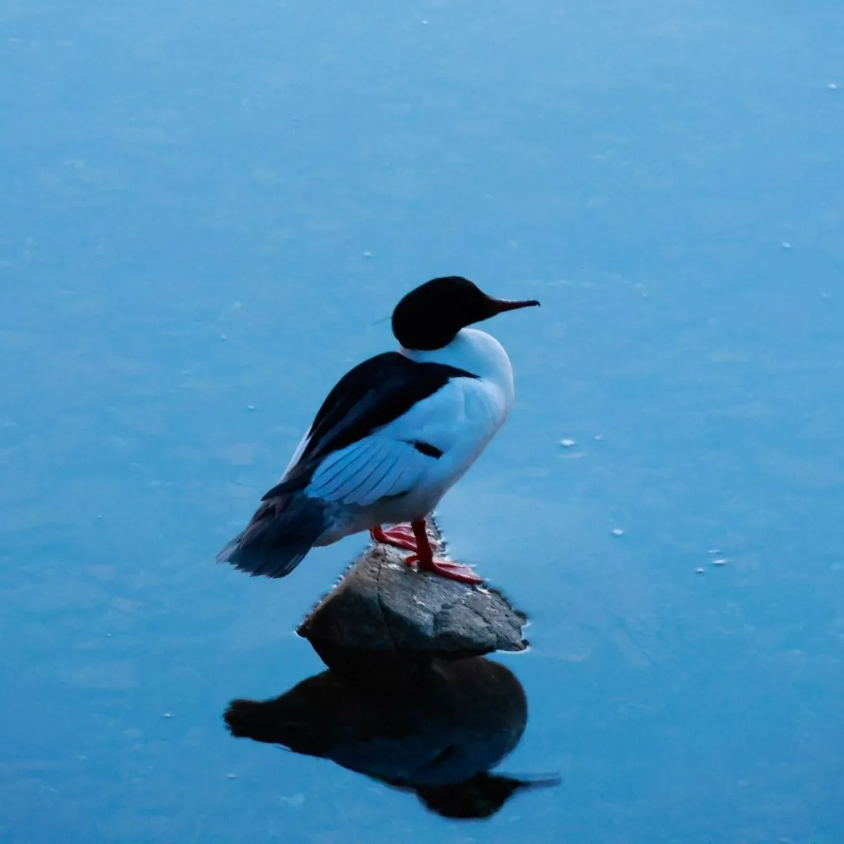 Spotted Common Merganser