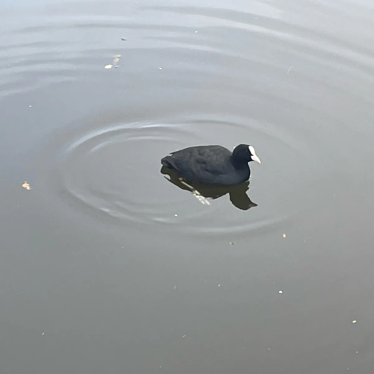 Spotted Eurasian Coot