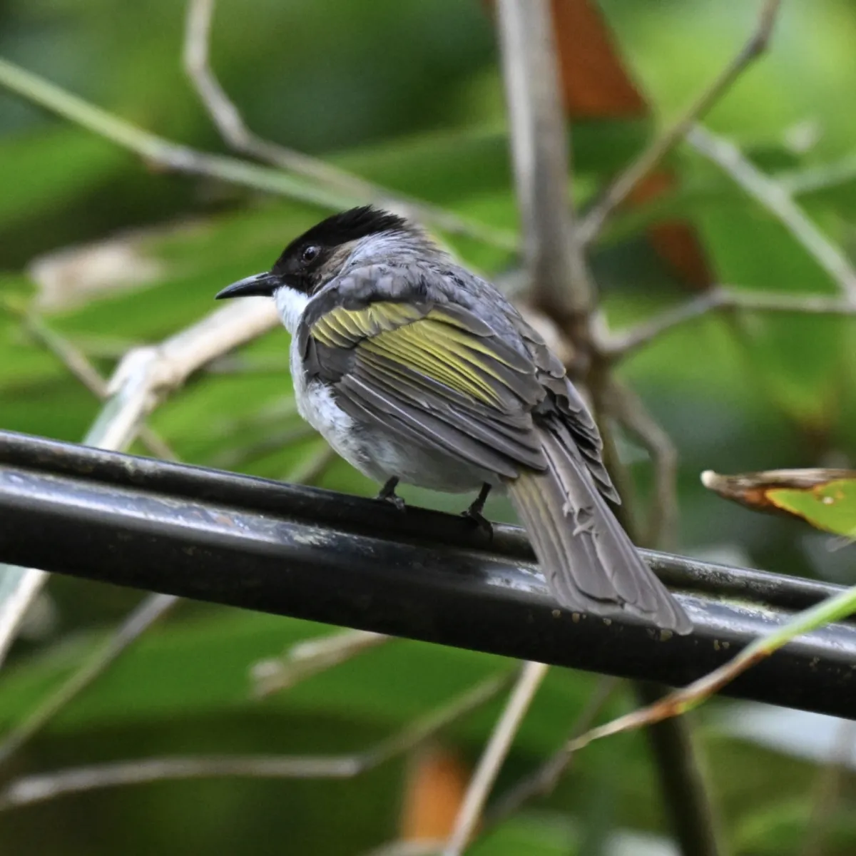 Gespotte Asgrijze buulbuul