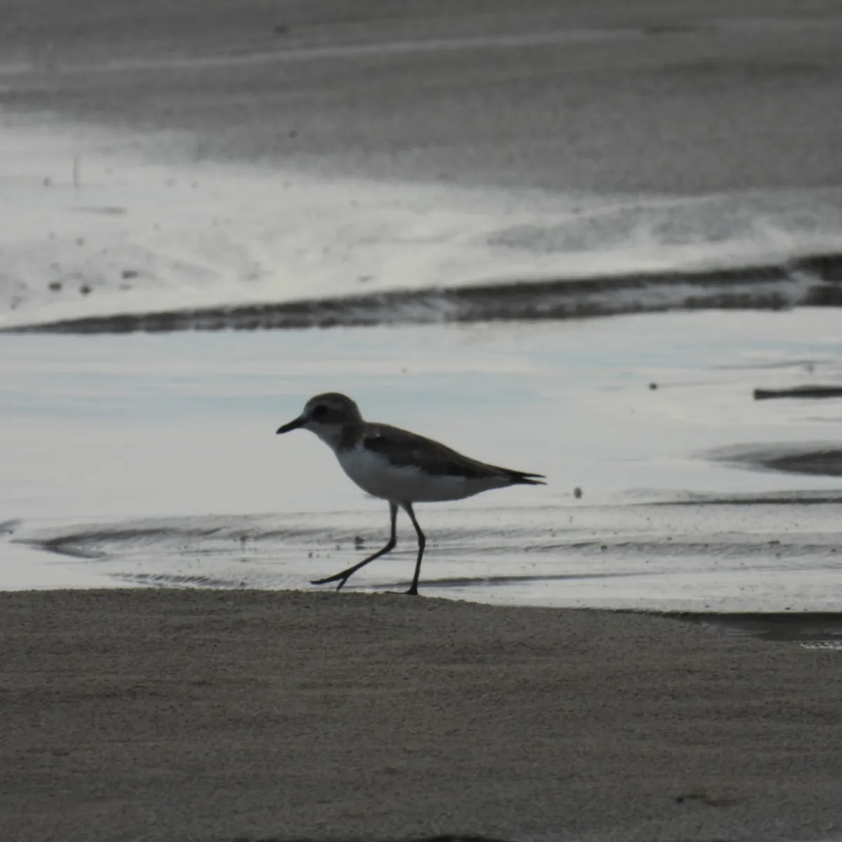Gespotte Woestijnplevier