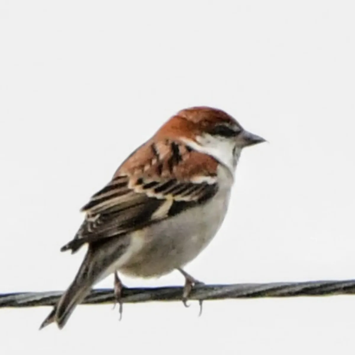 Spotted Russet Sparrow