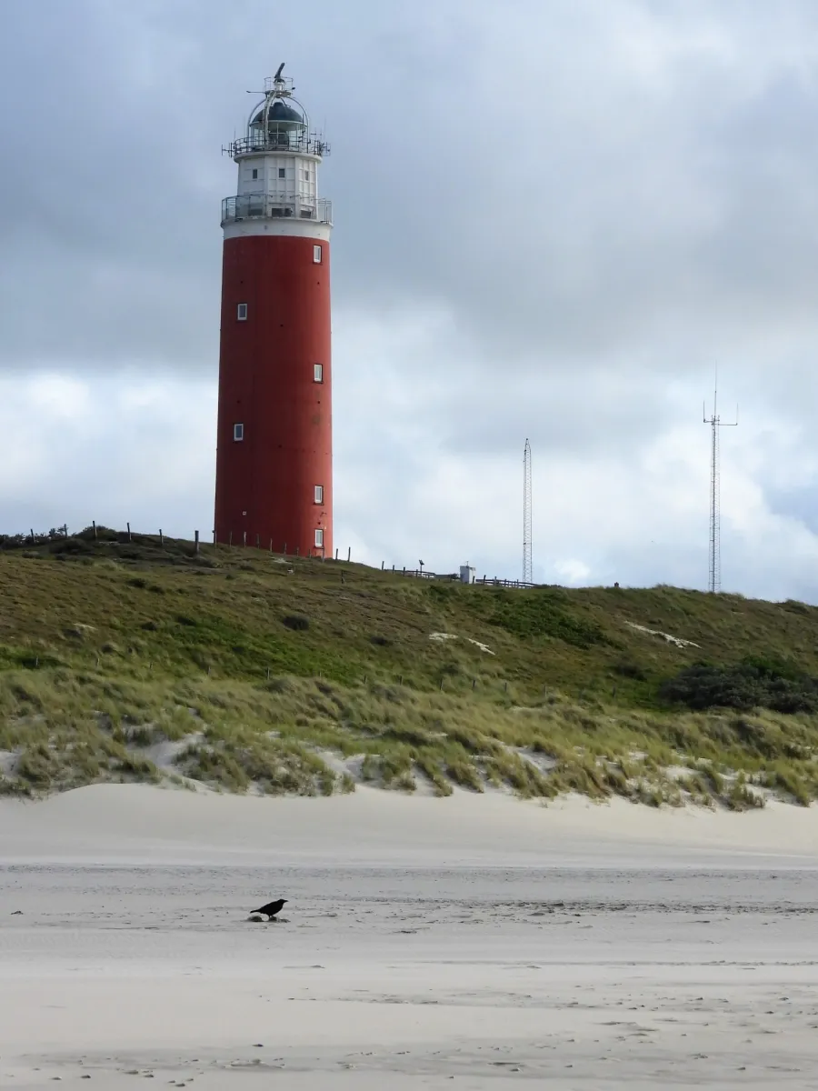Waargenomen Zwarte kraai