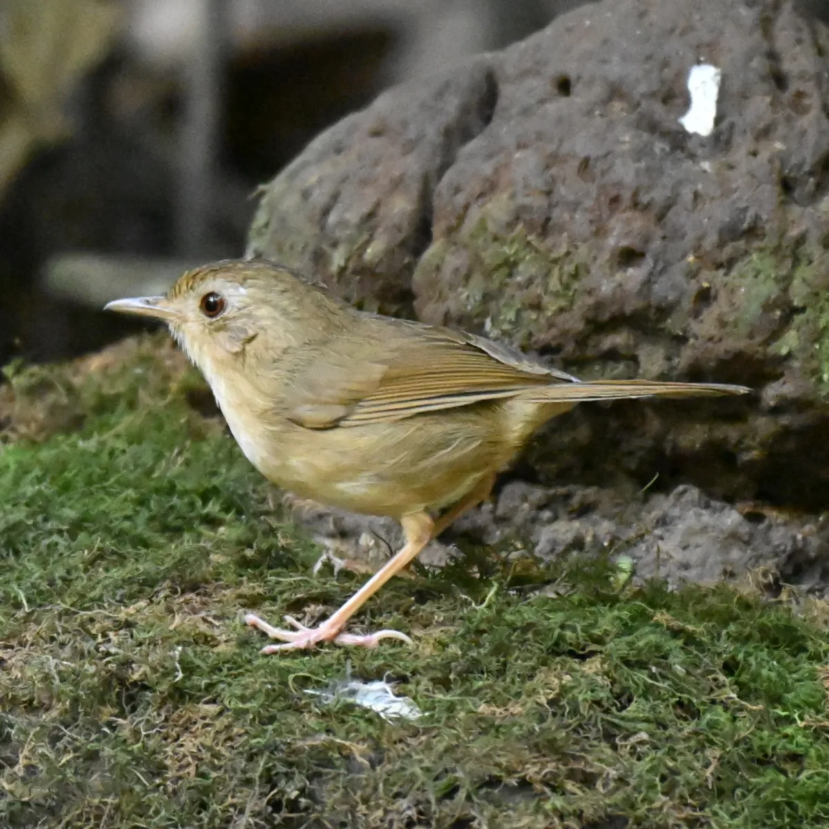 Spotted Buff-breasted Babbler