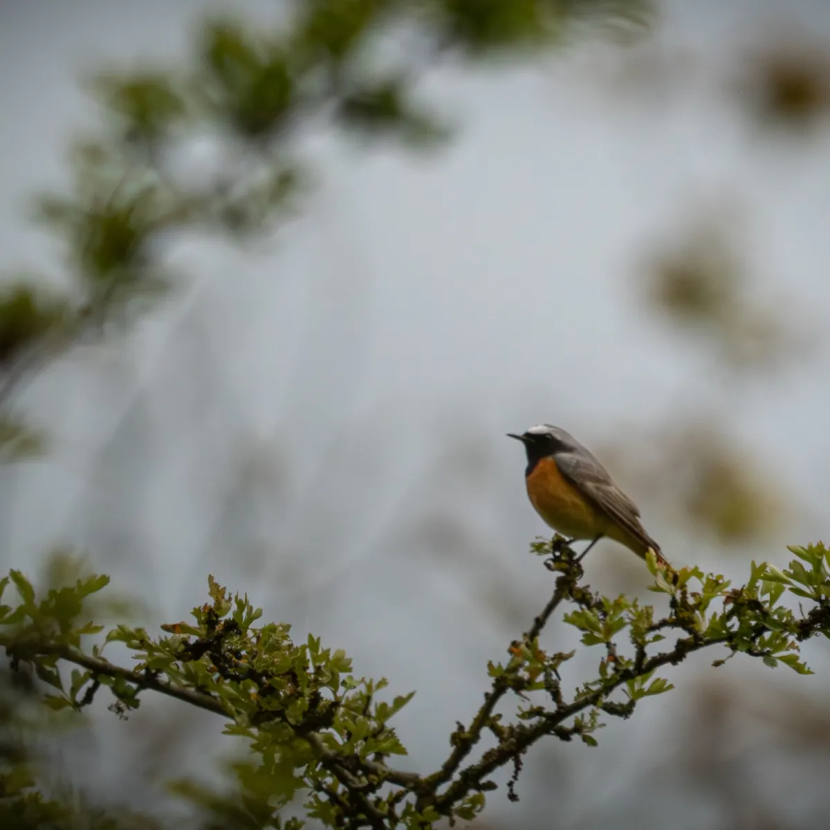 Spotted Common Redstart