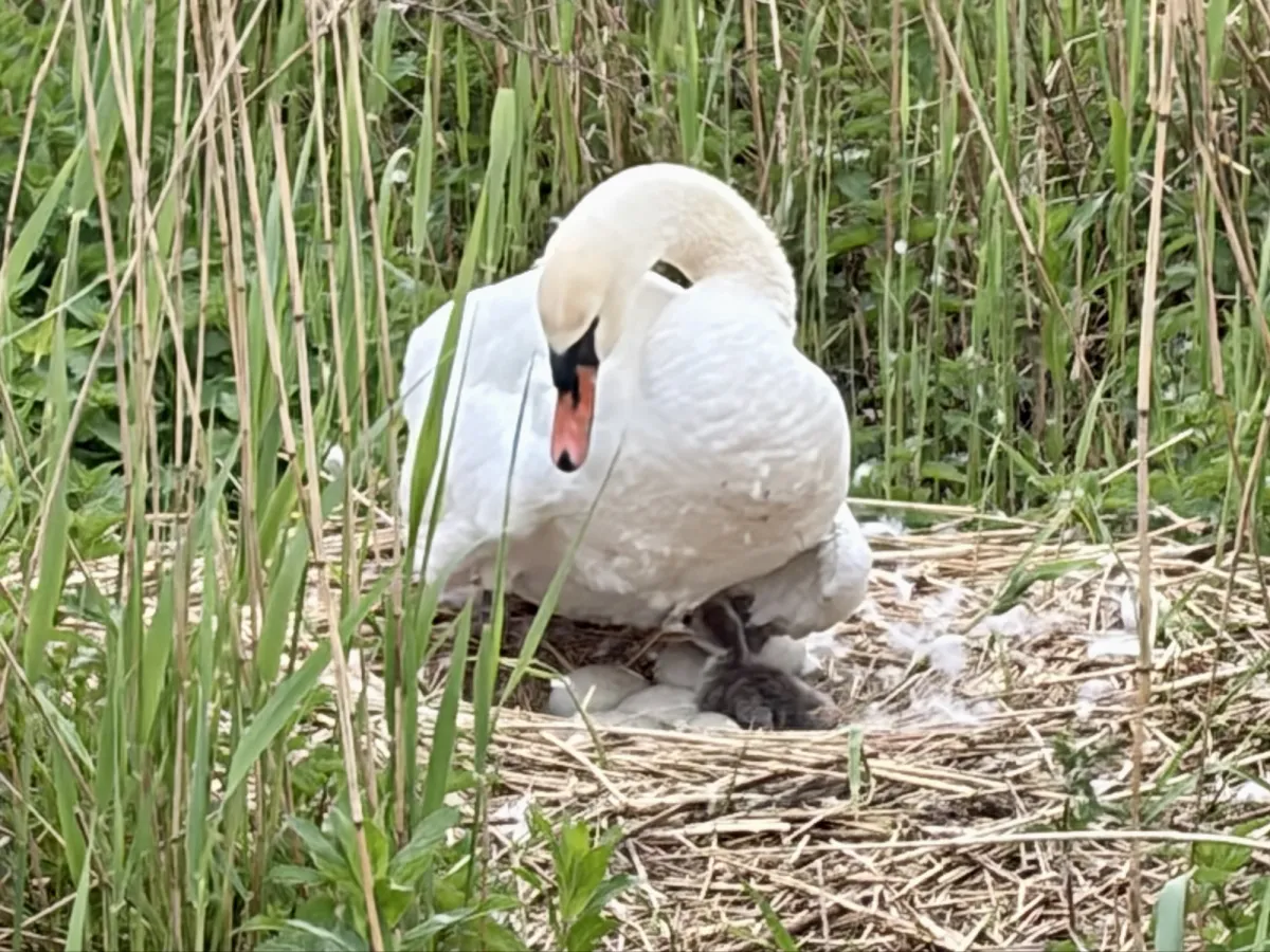 Spotted Mute Swan